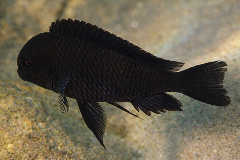 Tropheus sp. 'black' Buko